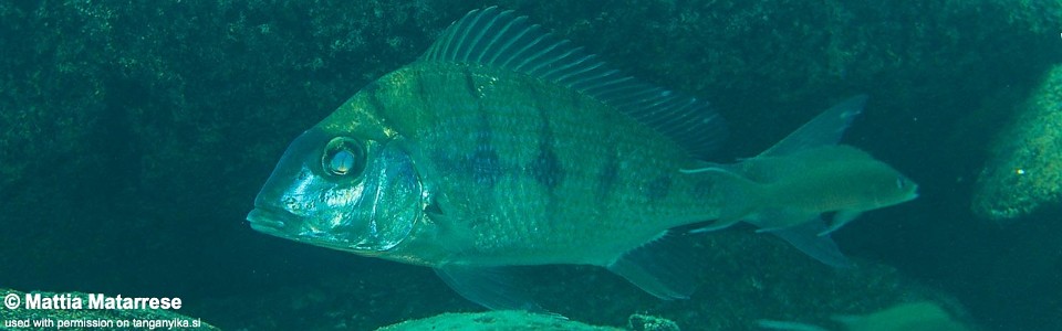 Tylochromis polylepis 'Lufungu Bay'