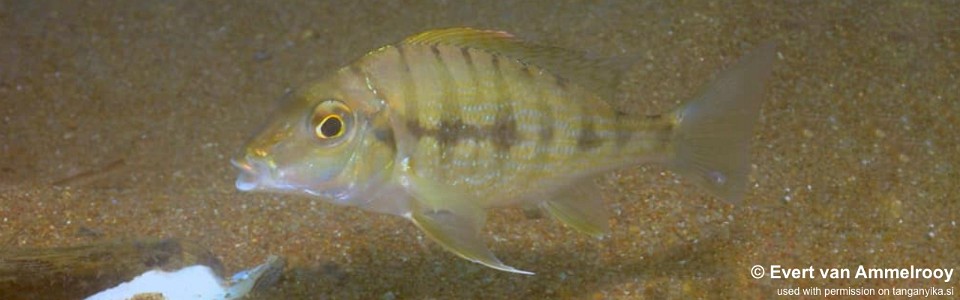 Tylochromis polylepis 'Ndole Bay'