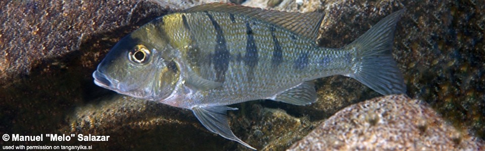 Tylochromis polylepis 'Nkondwe Island'