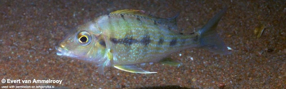 Tylochromis polylepis (unknown locality)