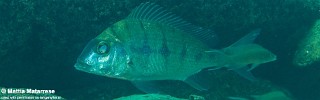 Tylochromis polylepis 'Lufungu Bay'.jpg