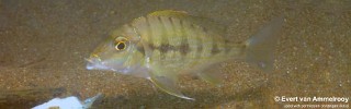 Tylochromis polylepis 'Ndole Bay'.jpg