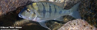 Tylochromis polylepis 'Nkondwe Island'.jpg