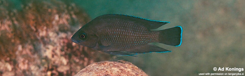 Variabilichromis moorii 'Mtosi'