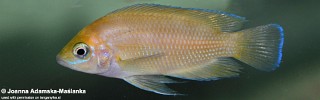 Variabilichromis moorii 'Mbita Island'.jpg