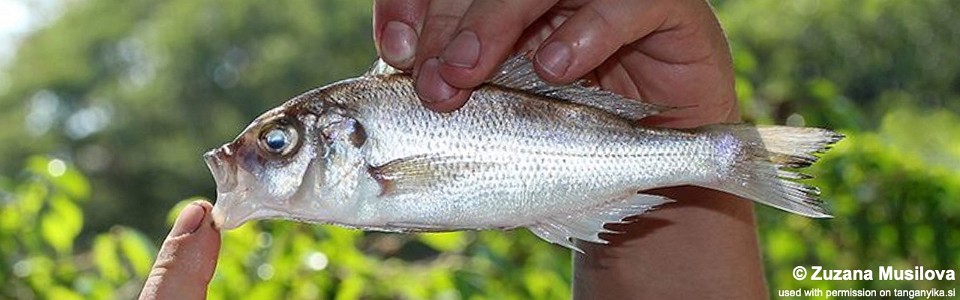 Xenochromis hecqui (unknown locality)