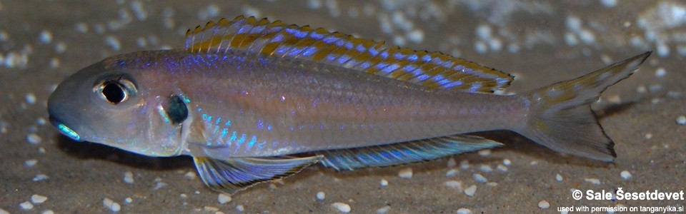 Xenotilapia bathyphilus (Burundi)