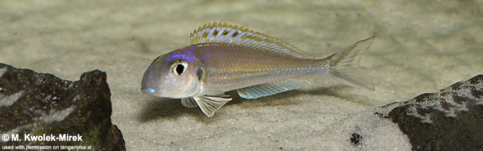 Xenotilapia bathyphilus 'Chimba'