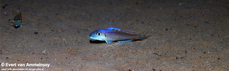 Xenotilapia bathyphilus 'Kigoma'