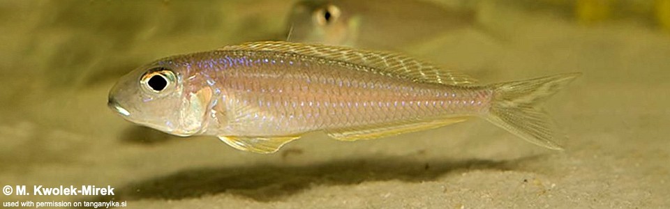 Xenotilapia bathyphilus 'Mtoto'