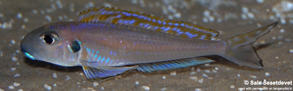 Xenotilapia bathyphilus (Burundi)