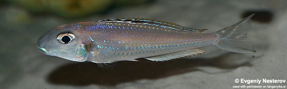 Xenotilapia bathyphilus (Zambia)