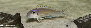 Xenotilapia bathyphilus 'Chimba'.jpg