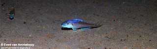 Xenotilapia bathyphilus 'Kigoma'.jpg