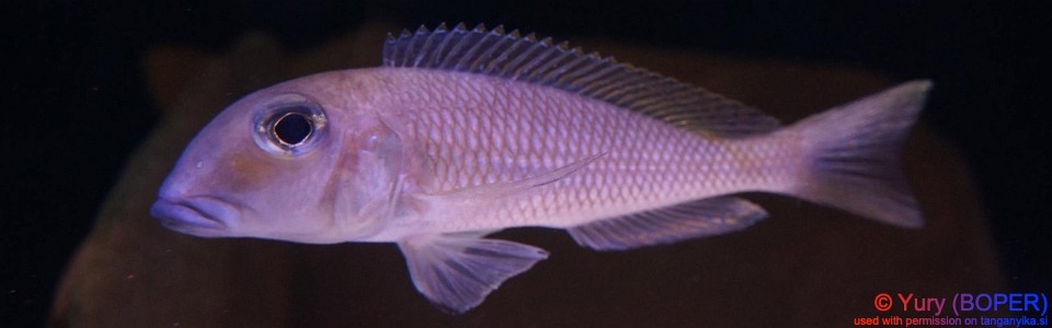 Xenotilapia boulengeri 'Cape Kachese'