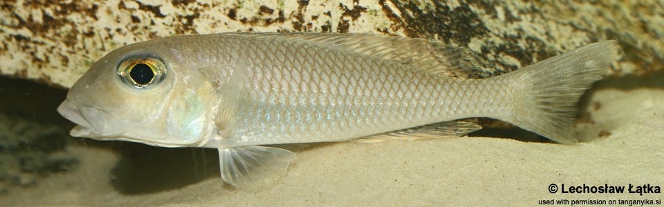 Xenotilapia boulengeri 'Chituta Bay'