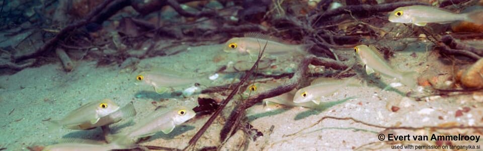 Xenotilapia boulengeri 'Gombe Stream NP'