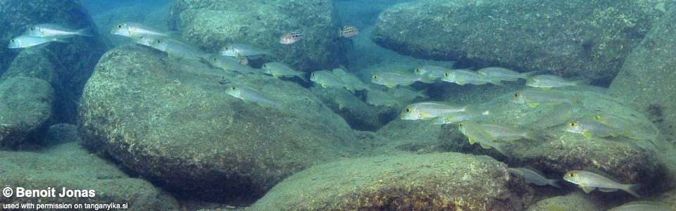 Xenotilapia boulengeri 'Halembe'