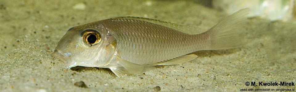 Xenotilapia boulengeri 'Ilangi'