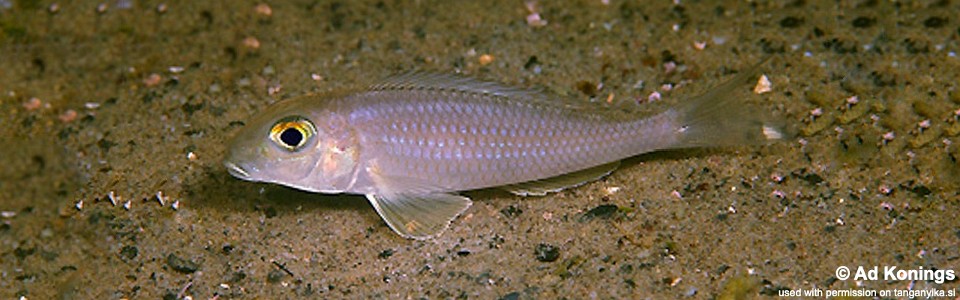 Xenotilapia boulengeri 'Isanga'