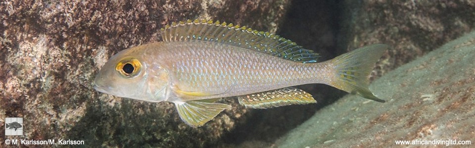 Xenotilapia boulengeri 'Kampemba Point'