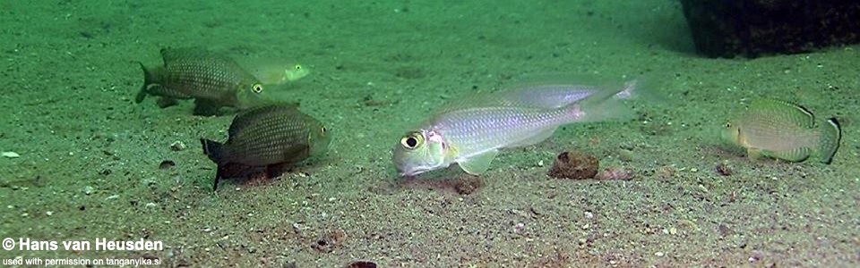 Xenotilapia boulengeri 'Kasanga'