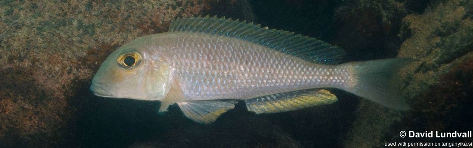 Xenotilapia boulengeri 'Katete'