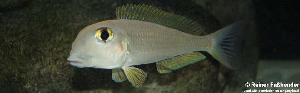 Xenotilapia boulengeri 'Kigoma'