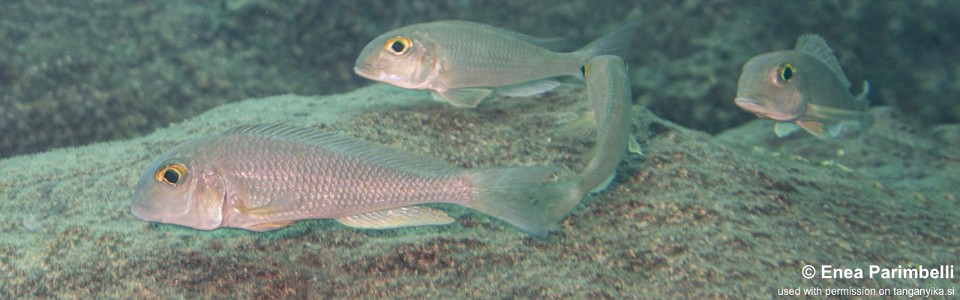 Xenotilapia boulengeri 'Lupita Island'