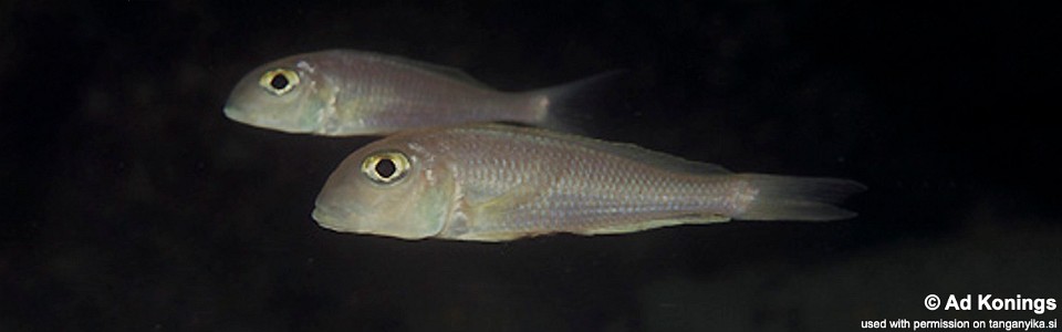 Xenotilapia boulengeri 'Lyamembe'