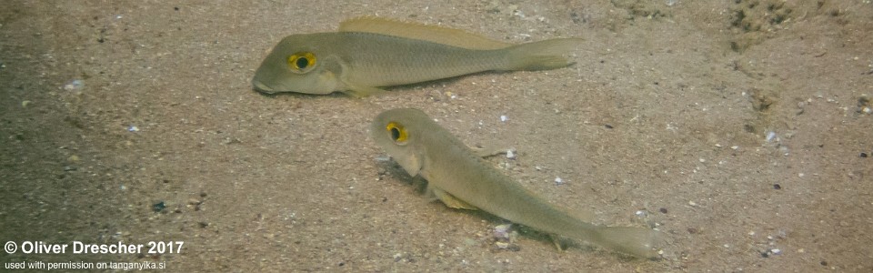 Xenotilapia boulengeri 'Mawimbi'