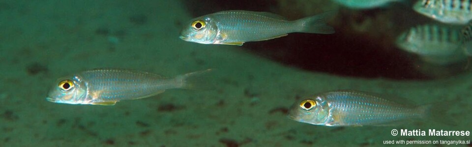 Xenotilapia boulengeri 'Mtakuja'