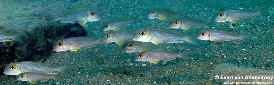 Xenotilapia boulengeri (unknown locality)