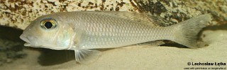 Xenotilapia boulengeri 'Chituta Bay'.jpg