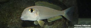 Xenotilapia boulengeri 'Kigoma'.jpg