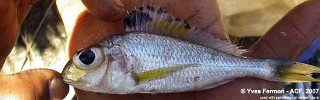 Xenotilapia burtoni