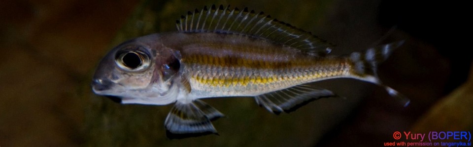 Xenotilapia caudafasciata 'Chituta Bay'