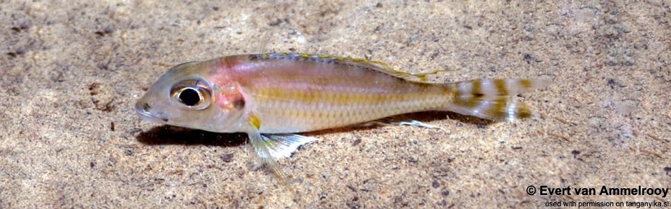 Xenotilapia caudafasciata 'Gombe NP'