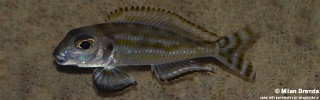 Xenotilapia caudafasciata.jpg