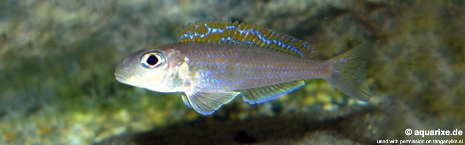 Xenotilapia flavipinnis 'Bulombora'