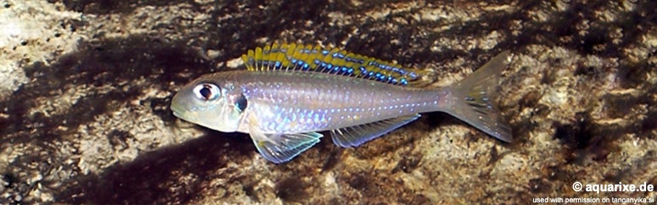 Xenotilapia flavipinnis 'Bulu Point'