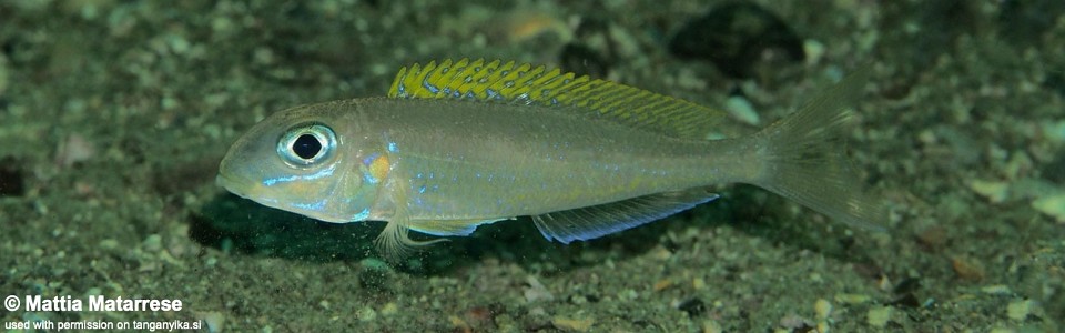 Xenotilapia flavipinnis 'Cape Chaitika'