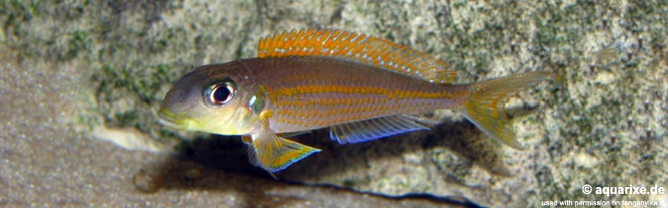 Xenotilapia flavipinnis 'Cape Kabogo'