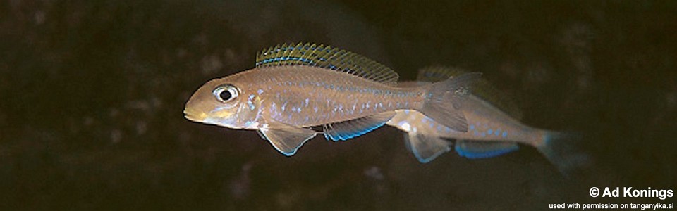 Xenotilapia flavipinnis 'Cape Tembwe'<br><font color=gray>Xenotilapia sp. 'lepeli'</font>