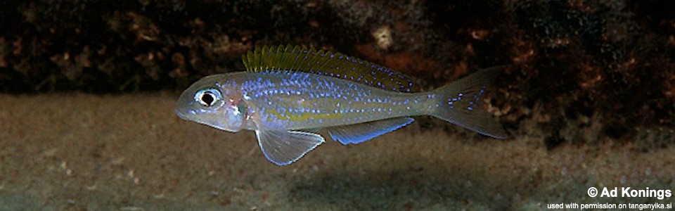 Xenotilapia flavipinnis 'Chisanse'