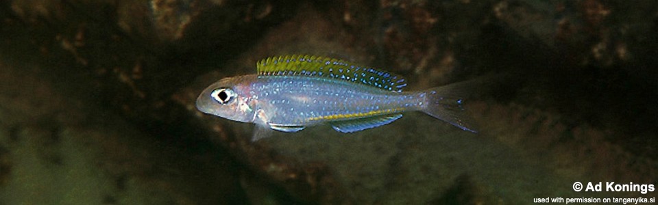 Xenotilapia flavipinnis 'Mutondwe (Crocodile) Island'