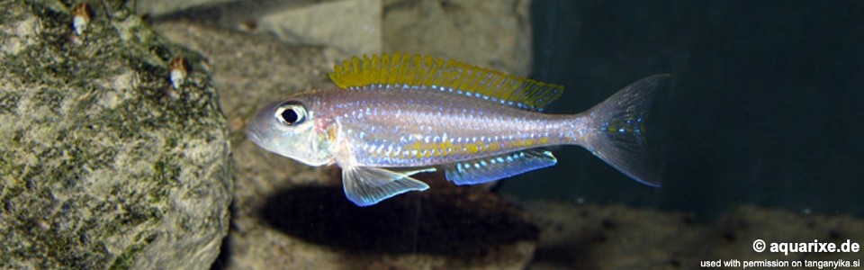 Xenotilapia flavipinnis 'Isanga'