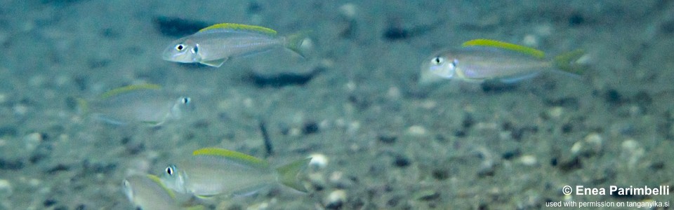 Xenotilapia flavipinnis 'Izinga Island'