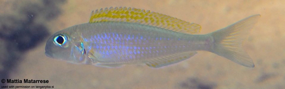 Xenotilapia flavipinnis 'Jakobsen's Beach'