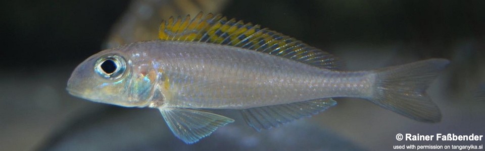 Xenotilapia flavipinnis 'Kagunga'